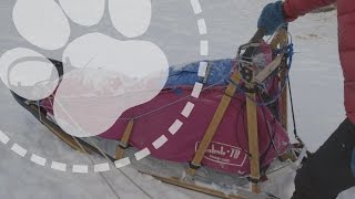 Mushing Explained Designing the perfect dog sled [upl. by Licko]