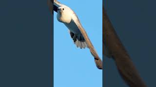 Whitebellied sea eagle flying low to the sea 🌊 😬🌞🦅😳birds birdsofaustralia wildlife Australia [upl. by Barraza15]