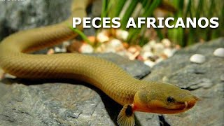 África tiene peces muy raros ¡Y lo demuestro [upl. by Nila116]