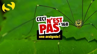 Ceci nest pas une araignée 168 [upl. by Royce]