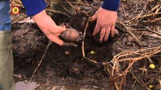 De landbouw in Brabant heeft last van de vele regen [upl. by Puto263]