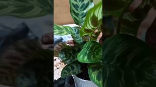 Let us repot our Calathea Makoyana plant indoorplants houseplants calathea [upl. by Ley]