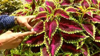 Coleus Cuttings Made Easy [upl. by Zadoc]