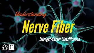 Nerve Fiber  EriangerGasser ClassificationMyelination Structure Diameter Conduction amp Function [upl. by Hemingway49]