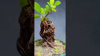 Benghalensis  Banyan Tree zhaneversBonsai [upl. by Namia537]