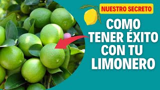 Los Secretos Para Tener Limones Abundantes En Tu Jardín 🌳🍋 [upl. by Ellerey795]