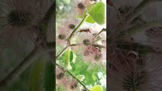 🌹⁶☆•⁵ Paper Mulberry Broussonetia papyrifera  Female Flowers  in Mulberry Family Moraceae [upl. by Tarsus]