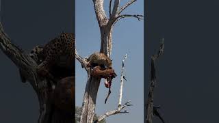 Leopard strong jaws and agility safari africansavanna wildlife africa wildlife [upl. by Ansela]