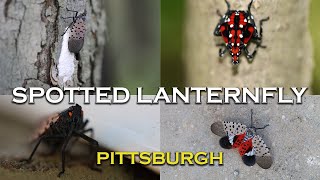 Spotted Lanternfly  Everything You Need to Know  Pittsburgh Invasion [upl. by Weil]