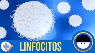 ¿Qué son los linfocitos  ¿Qué son los anticuerpos o inmunoglobulinas  Breve definición animada [upl. by Keldon]