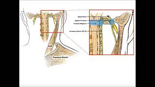 Spinal Accessory Nerve CN XI  Anatomy amp Functions [upl. by Haldas772]