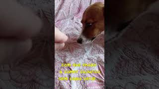 Ernesto react  quotchouriçoquot bloodsausage cachorro humor [upl. by Mahoney]