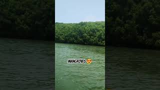 Mangroves mangrove forest status remix funk nature naturehealing dj travel guesstheplace [upl. by Kilar]