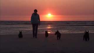 Scotties at the North Sea [upl. by Lipkin]