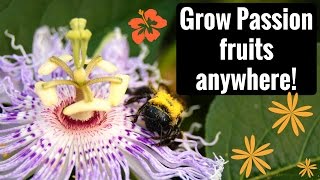 Growing Harvesting and Eating Maypop Hardy Passion Fruit [upl. by Nitsruk]