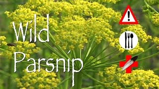 Wild Parsnip Edible Medicinal amp Cautions [upl. by Aihsital408]