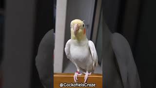 Cute Cockatiel Singing and Dancing Unleashing Cockatiels Craze [upl. by Vtarj]