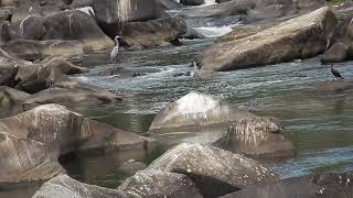 Anhingas and Herons birdwatching wildlife birdvideography animalvideos [upl. by Orme32]