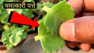 इस पत्ते के आगे लाखों की दवाई फेल हैं बहुमूल्य ayurvedic Plant [upl. by Farmann]