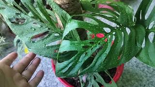 Monstera Adansoni philodendron plant care tips  4 tips broken heart plant healthy rahy ga [upl. by Anitserp]