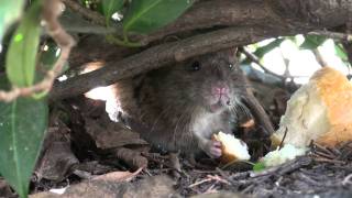 Wanderratte  brown rat Rattus norvegicus 1080p HD [upl. by Port]