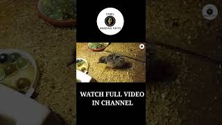 Tinamou Eggs  Unique Eggs In The World  Tamil Amazing Facts shorts amazingfactsintamil tamil [upl. by Attenyw]