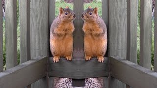 Porch Critter Karaoke  Sweetie the Squirrel [upl. by Kristie]