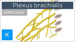 Plexus brachialis Äste amp Versorgung Vorschau  Kenhub [upl. by Bachman]