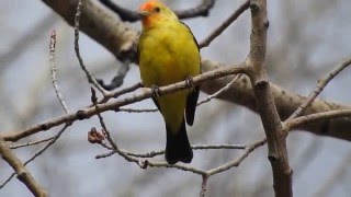 Western Tanager singing [upl. by Nicolis]