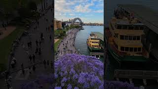 Jacarandas Blooming  Circular Quay  Sydney Australia  14th October 2023 [upl. by Adnuhsar]