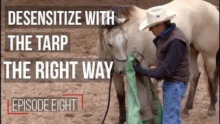 Desensitizing Your Horse Use the Tarp Properly [upl. by Vento]