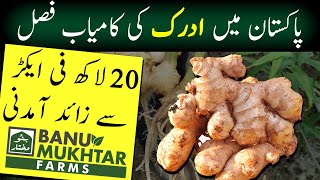 Successful Grown Ginger In Pakistan  20 Lack per Acre  Adrak Ki Kasht  Banu Mukhtar Farms [upl. by Aerdnael805]