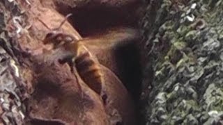 🐝 Asian Giant Hornets Cooling Their Hive  Real Japan Monsters [upl. by Lemcke]