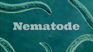 What Are Nematodes Nematode Under A Microscope [upl. by Ysak]