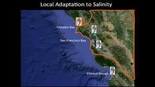 Oysters and Environmental Change Along the California Coast [upl. by Nwahsuq110]