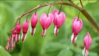 5PK Dicentra spectabilis Bleeding Hearts Roots [upl. by Atina]