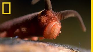 This Worm Uses a quotSilly String of Deathquot  National Geographic [upl. by Teodoor]