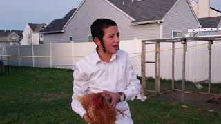 raising backyard chickens in Toms River [upl. by Sutherland]