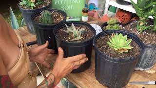 How to propagate agave plants [upl. by Annaicul353]