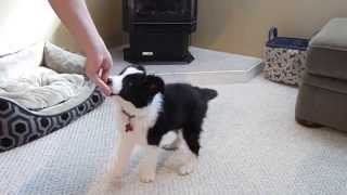 Very Smart Border Collie Puppy Tricks [upl. by Max]