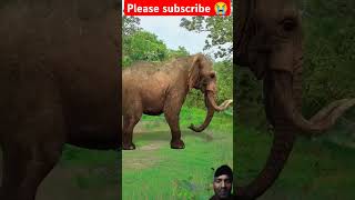 Angrej ko fasha diya😜🤩🥳 comedy funny funnyvideo shortvideos [upl. by Arakaj107]