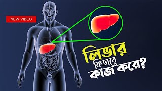 লিভার কিভাবে কাজ করে How Does The Liver Work  কনটেন্ট মাস্টার [upl. by Werner]