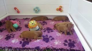 2 week old Toller puppies [upl. by Cristine]