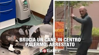 Un uomo brucia il suo cane in piazza arrestato [upl. by Anilra]