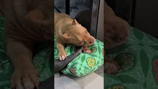 American bully quotBaningquot playtime with her toy carabao horn [upl. by Repohtsirhc]