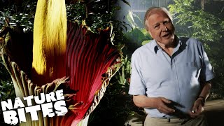 Has David Attenborough Found a RECORD BREAKING Plant  Nature Bites [upl. by Kelli681]