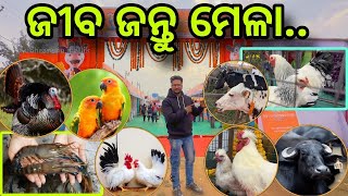 ଜୀବ ଜନ୍ତୁ ମେଳା କେନ୍ଦୁଝର  TURKEY BIRD  SILKY CHIKEN  BRAHMA CHIKEN  JAPUARABPETVLOG [upl. by Hyps]