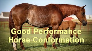 Good Performance Horse Conformation  Reining Cutting Cow Horse [upl. by Buatti330]