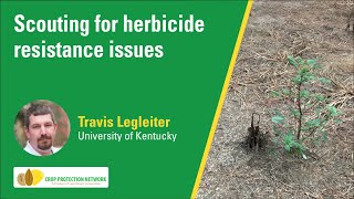 Scouting for herbicide resistance issues [upl. by Lednahc990]