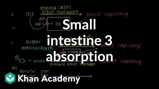 Small intestine 3 Absorption  Gastrointestinal system physiology  NCLEXRN  Khan Academy [upl. by Raual]